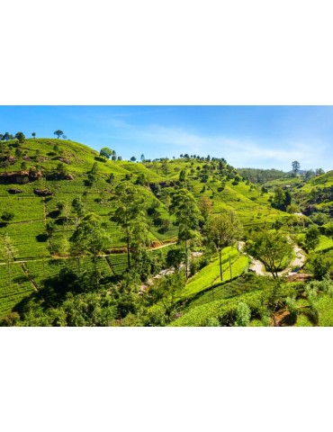 DARJEELING FIRST FLUSH